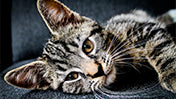 Cat - CLICK TO SEE PREVIEW