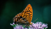 Butterflies - CLICK TO SEE PREVIEW