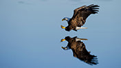 Bald Eagle - CLICK TO SEE PREVIEW