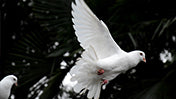 Doves - CLICK TO SEE PREVIEW