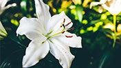 Lilies - CLICK TO SEE PREVIEW